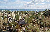 Vendicari nature reserve